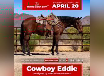 American Quarter Horse, Castrone, 19 Anni, 152 cm, Baio ciliegia