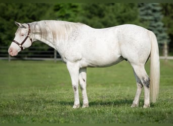 American Quarter Horse, Castrone, 19 Anni, 155 cm, Bianco