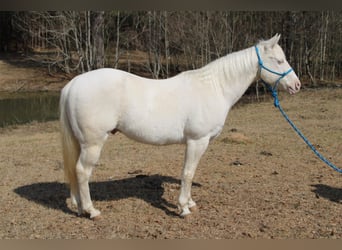 American Quarter Horse, Castrone, 19 Anni, Cremello