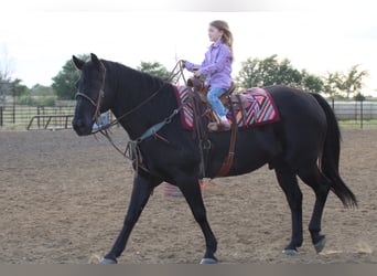 American Quarter Horse, Castrone, 19 Anni, Morello
