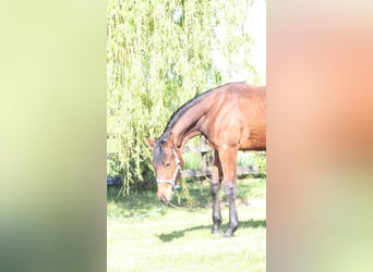 American Quarter Horse, Castrone, 1 Anno, 140 cm, Sauro