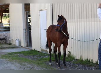 American Quarter Horse, Castrone, 1 Anno, 140 cm, Sauro