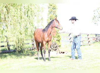 American Quarter Horse, Castrone, 1 Anno, 140 cm, Sauro