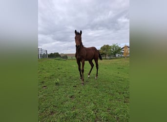 American Quarter Horse, Castrone, 1 Anno, 140 cm, Sauro
