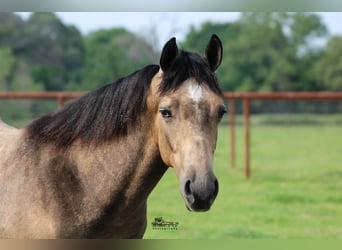 American Quarter Horse, Castrone, 1 Anno, 142 cm, Pelle di daino