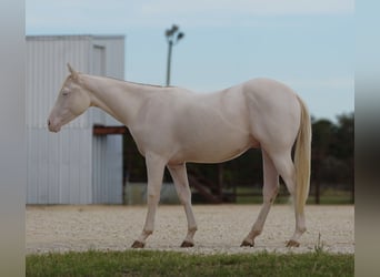 American Quarter Horse, Castrone, 1 Anno, 142 cm, Perlino