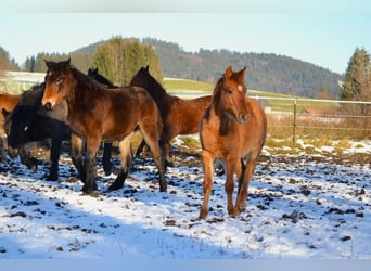 American Quarter Horse Mix, Castrone, 1 Anno, 142 cm, Red dun