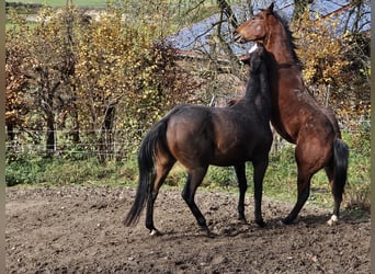 American Quarter Horse, Castrone, 1 Anno, 150 cm, Baio