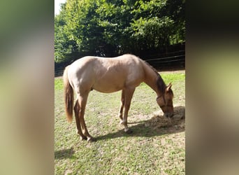 American Quarter Horse, Castrone, 1 Anno, 150 cm, Red dun