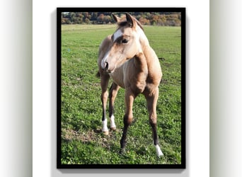 American Quarter Horse, Castrone, 1 Anno, 154 cm, Pelle di daino