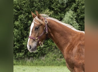 American Quarter Horse, Castrone, 1 Anno, 155 cm, Rabicano