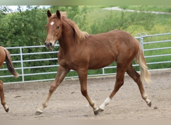 American Quarter Horse, Castrone, 1 Anno, 155 cm, Sauro