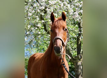 American Quarter Horse, Castrone, 1 Anno, 160 cm, Sauro