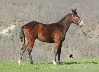 American Quarter Horse, Castrone, 1 Anno, Baio ciliegia