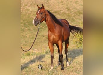American Quarter Horse, Castrone, 1 Anno, Baio ciliegia