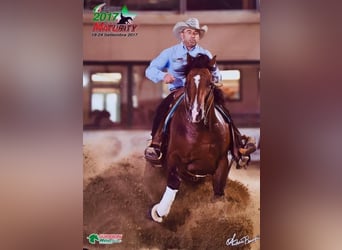 American Quarter Horse, Castrone, 1 Anno, Baio ciliegia