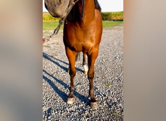American Quarter Horse, Castrone, 1 Anno, Baio ciliegia