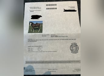 American Quarter Horse, Castrone, 1 Anno, Sauro