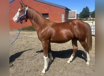 American Quarter Horse, Castrone, 1 Anno, Sauro