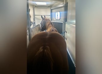 American Quarter Horse, Castrone, 1 Anno, Sauro