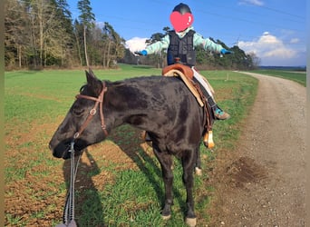 American Quarter Horse, Castrone, 20 Anni, 149 cm, Morello