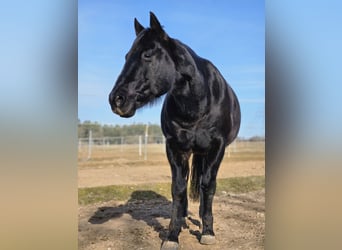 American Quarter Horse, Castrone, 20 Anni, 150 cm, Morello