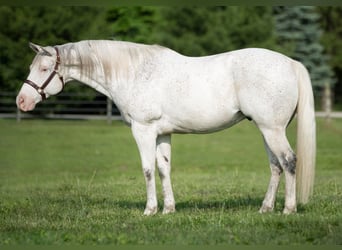 American Quarter Horse, Castrone, 20 Anni, 155 cm, Bianco