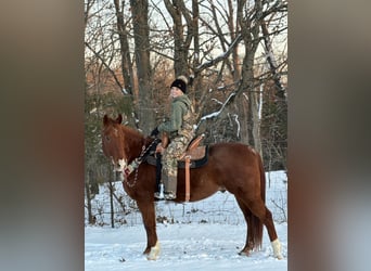 American Quarter Horse, Castrone, 21 Anni, 152 cm, Sauro scuro