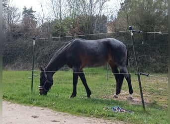 American Quarter Horse, Castrone, 21 Anni, 155 cm, Roano blu
