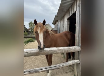 American Quarter Horse Mix, Castrone, 23 Anni, 150 cm, Sauro