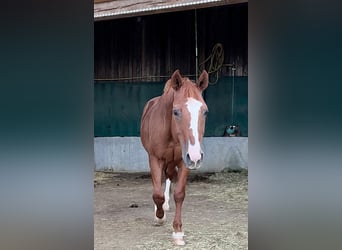 American Quarter Horse, Castrone, 24 Anni, 153 cm, Sauro