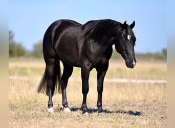 American Quarter Horse, Castrone, 2 Anni, 140 cm, Morello