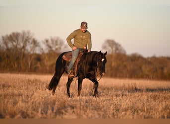 American Quarter Horse, Castrone, 2 Anni, 140 cm, Morello