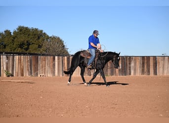 American Quarter Horse, Castrone, 2 Anni, 140 cm, Morello