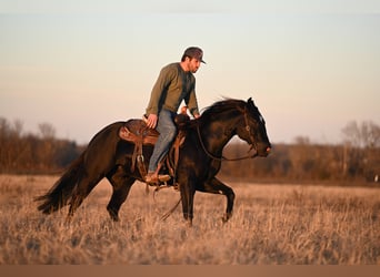 American Quarter Horse, Castrone, 2 Anni, 140 cm, Morello