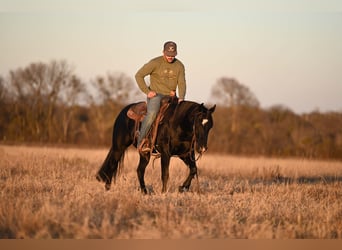 American Quarter Horse, Castrone, 2 Anni, 140 cm, Morello