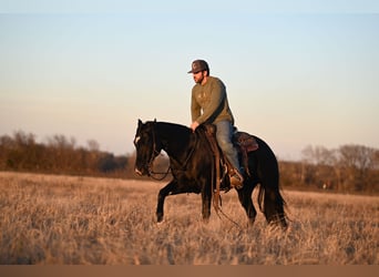 American Quarter Horse, Castrone, 2 Anni, 140 cm, Morello