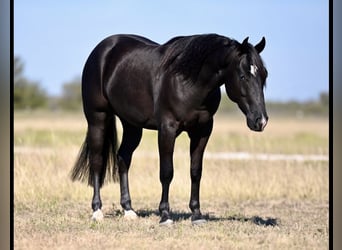 American Quarter Horse, Castrone, 2 Anni, 140 cm, Morello