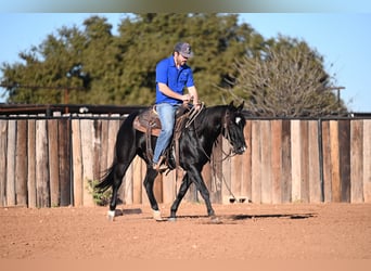 American Quarter Horse, Castrone, 2 Anni, 140 cm, Morello