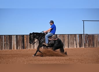 American Quarter Horse, Castrone, 2 Anni, 140 cm, Morello