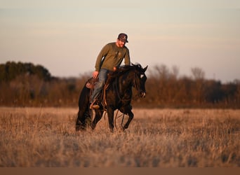 American Quarter Horse, Castrone, 2 Anni, 140 cm, Morello