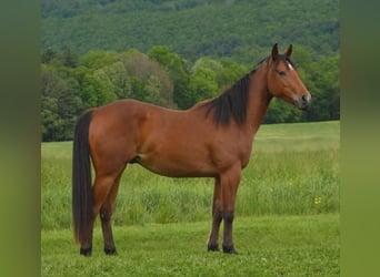 American Quarter Horse, Castrone, 2 Anni, 142 cm, Baio ciliegia