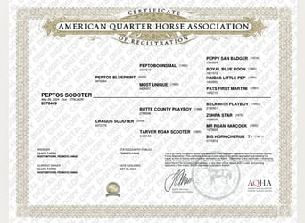 American Quarter Horse, Castrone, 2 Anni, 142 cm, Falbo