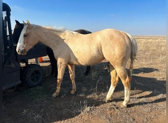 American Quarter Horse, Castrone, 2 Anni, 142 cm, Palomino