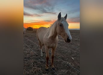 American Quarter Horse, Castrone, 2 Anni, 142 cm, Palomino