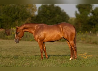 American Quarter Horse, Castrone, 2 Anni, 142 cm, Sauro ciliegia