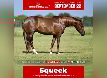American Quarter Horse, Castrone, 2 Anni, 142 cm, Sauro ciliegia