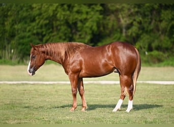 American Quarter Horse, Castrone, 2 Anni, 142 cm, Sauro ciliegia