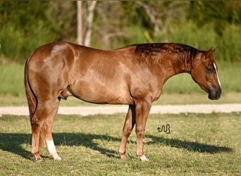 American Quarter Horse, Castrone, 2 Anni, 142 cm, Sauro ciliegia