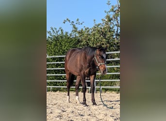 American Quarter Horse, Castrone, 2 Anni, 145 cm, Baio